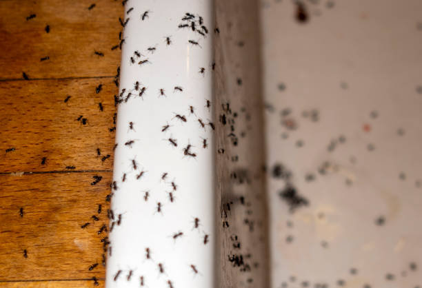 Pest Control Cost in Ontario, OR